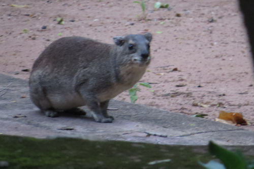 Bush Hyrax