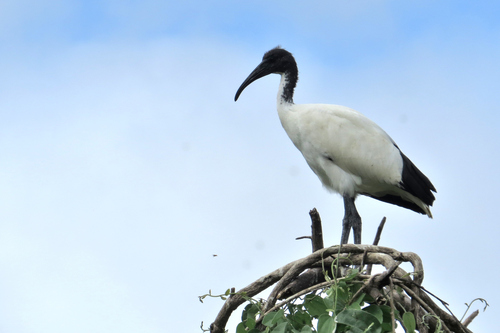 African Sacred Ibis