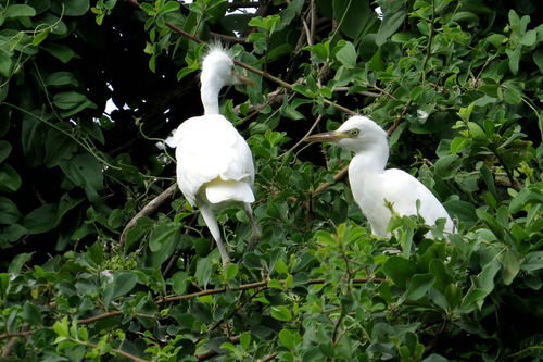Western Cattle-Egret