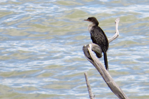Reed Cormorant