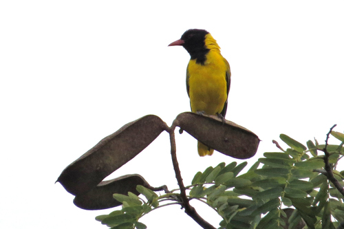 Black-headed Oriole