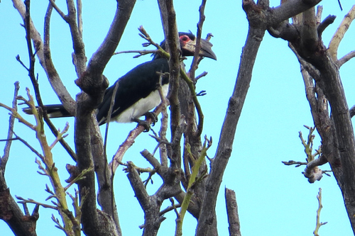 Trumpeter Hornbill