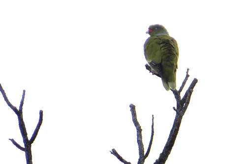 African Green-Pigeon