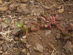 Portulaca oleracea image