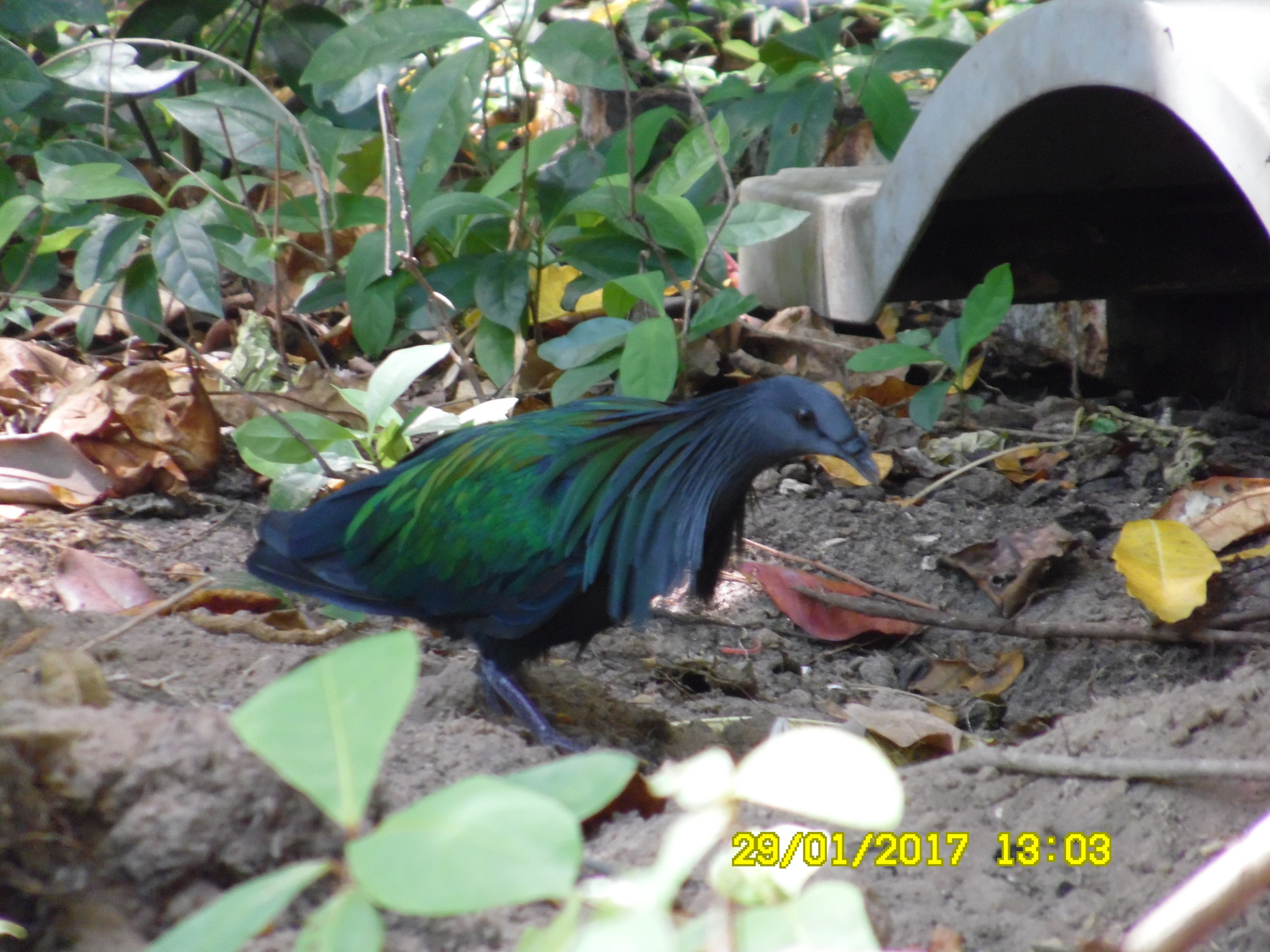 Nicobar Pigeon