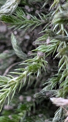 Selaginella underwoodii, photograph author not stated, no rights reserved