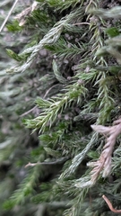 Selaginella underwoodii, photograph author not stated, no rights reserved