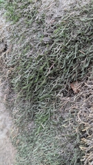 Selaginella underwoodii, photograph author not stated, no rights reserved