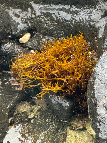 Ahnfeltiopsis observed 2026-06-08