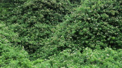 Gymnanthemum capense