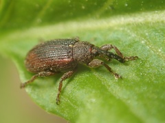 Bradybatus kellneri
