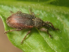 Bradybatus kellneri