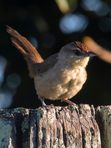 Rufous-fronted Thornbird