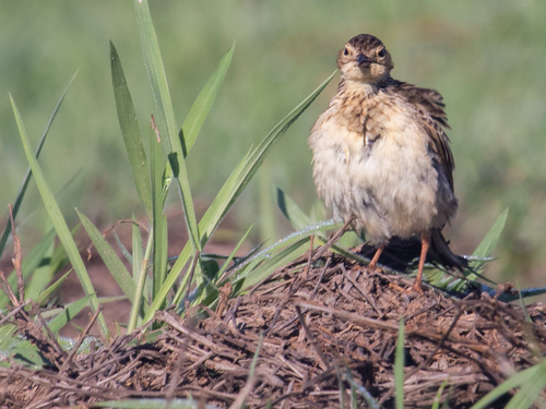 Yellowish Pipit