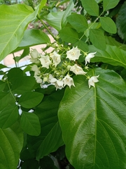 Vallaris glabra