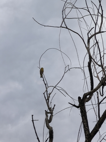 Oriental Greenfinch