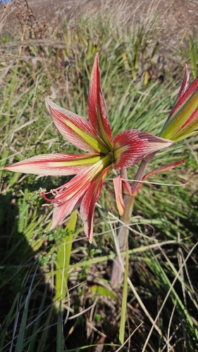 Hippeastrum morelianum