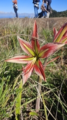 Hippeastrum morelianum, photograph (c) Bruno Luka de Souza Bambirra Silveira, some rights reserved (CC BY)