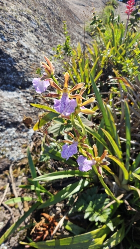 Zygopetalum maculatum