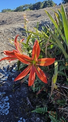Hippeastrum morelianum
