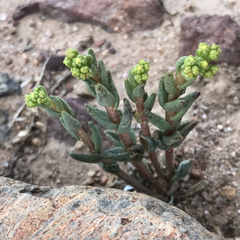 Dudleya variegata