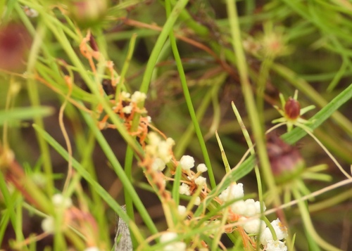 Pretty Dodder