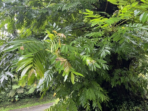 Pterocarya stenoptera, photograph 3