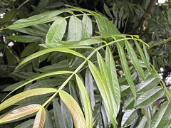 (c) 謝麗霦, some rights reserved (CC BY) Pterocarya stenoptera, photograph (c) 謝麗霦, some rights reserved (CC BY)
