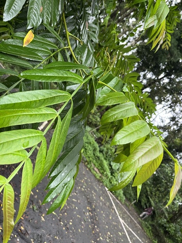 Pterocarya stenoptera, photograph 2