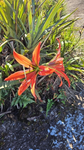 Hippeastrum morelianum, photograph 2