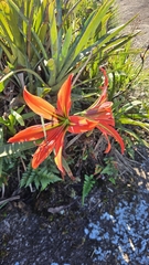 (c) Bruno Luka de Souza Bambirra Silveira, some rights reserved (CC BY) Hippeastrum morelianum, photograph (c) Bruno Luka de Souza Bambirra Silveira, some rights reserved (CC BY)