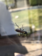 Ichneumon stramentor