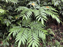 (c) 謝麗霦, some rights reserved (CC BY) Angiopteris lygodiifolia, photograph (c) 謝麗霦, some rights reserved (CC BY)