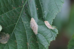 Phyllonorycter coryli