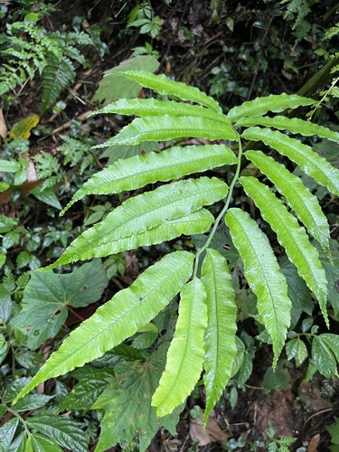 Angiopteris lygodiifolia, photograph 4