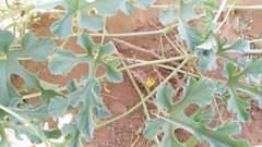 Benincaseae