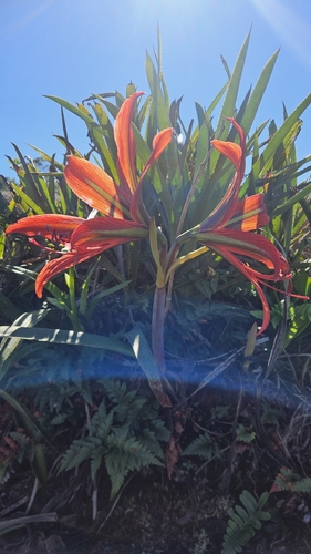 Hippeastrum morelianum, photograph 3