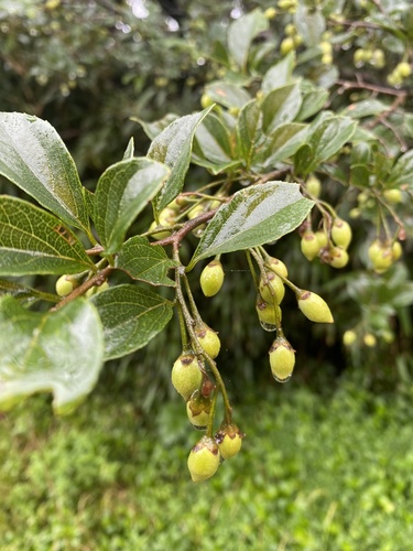 Styrax formosanus, photograph 5