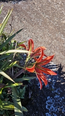 (c) Bruno Luka de Souza Bambirra Silveira, some rights reserved (CC BY) Hippeastrum morelianum, photograph (c) Bruno Luka de Souza Bambirra Silveira, some rights reserved (CC BY)