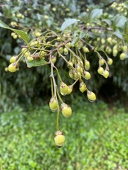 Styrax formosanus, photograph author not stated, no rights reserved