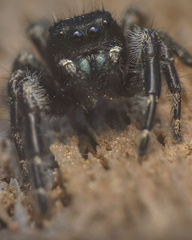 Phidippus princeps