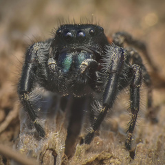 Phidippus princeps