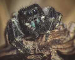 Phidippus princeps