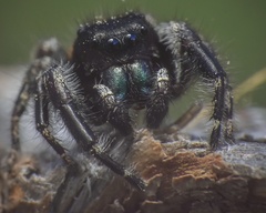 Phidippus princeps