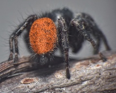 Phidippus princeps
