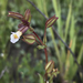 Broadtooth Monkeyflower - Photo (c) Christian Schwarz, some rights reserved (CC BY-NC), uploaded by Christian Schwarz