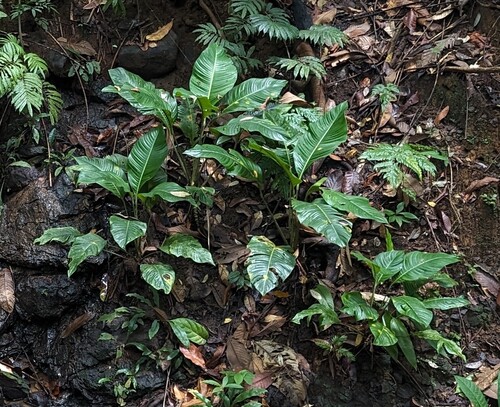 Rhodospatha moritziana, photograph 3