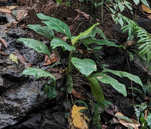 Rhodospatha moritziana, photograph 4