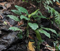 (c) Zac Peterson, some rights reserved (CC BY) Rhodospatha moritziana, photograph (c) Zac Peterson, some rights reserved (CC BY)