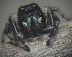 Phidippus princeps